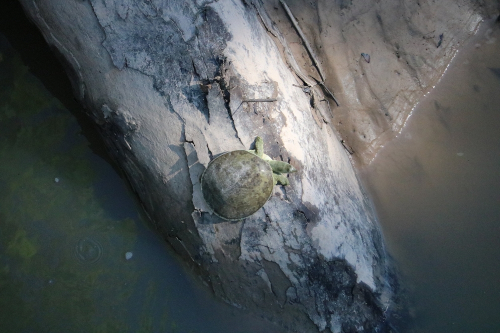 Basking pallid spiny softshell turtle ( Apalone spinifera pallida ; Harris County, Texas). Photograph by George L. Heinrich.