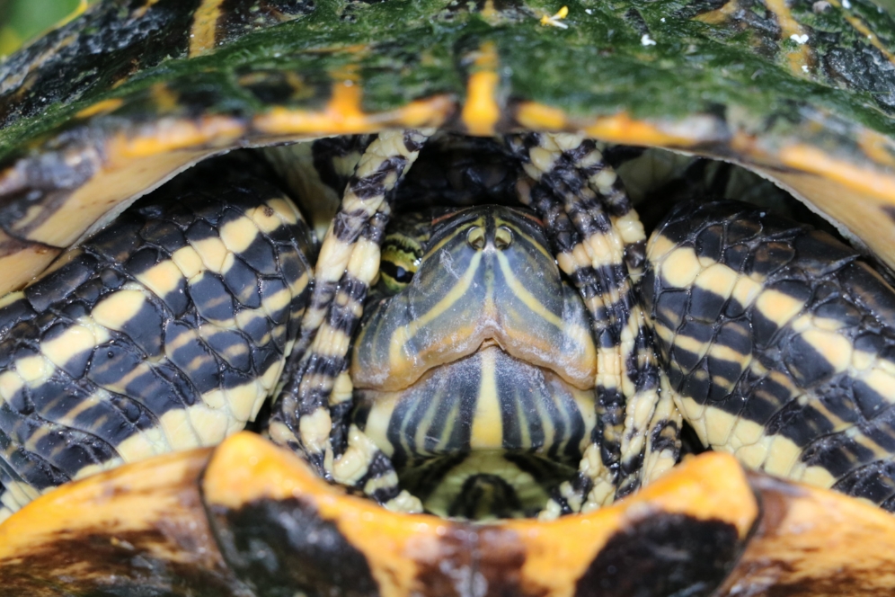 Adult female red-eared slider ( Trachemys scripta elegans ) at San Felipe Creek (Del Rio, Val Verde County, Texas). Photograph by George L. Heinrich.