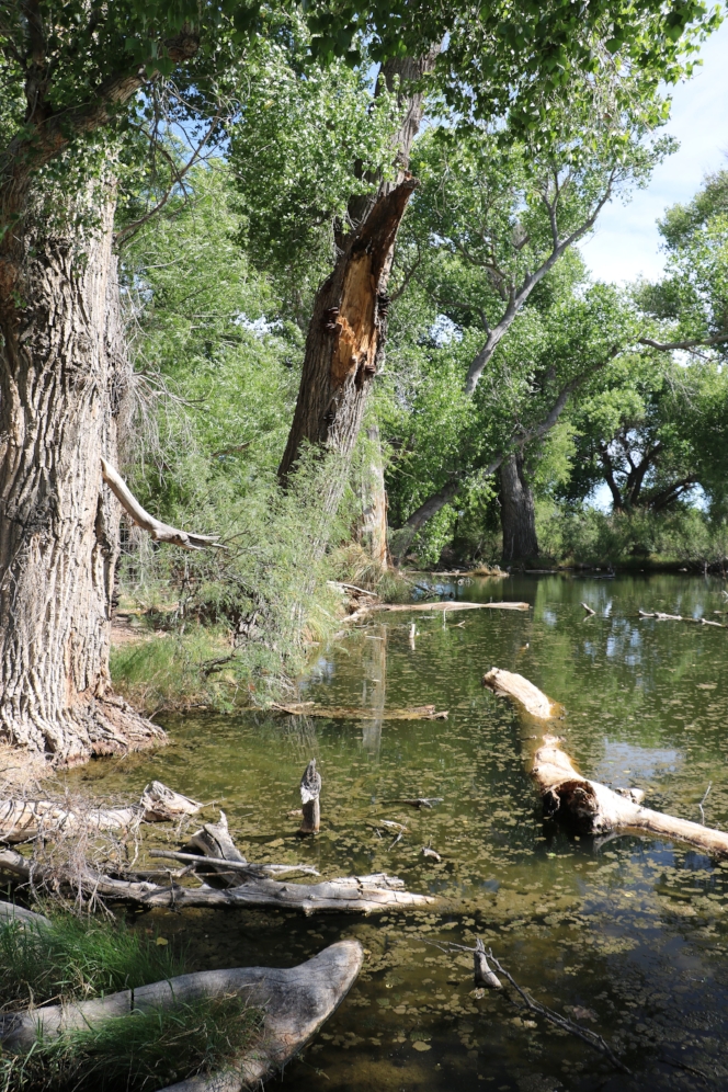 Mexican plateau mud turtle ( Kinosternon hirtipes murrayi ) habitat (Presidio County, Texas). Photograph by George L. Heinrich.