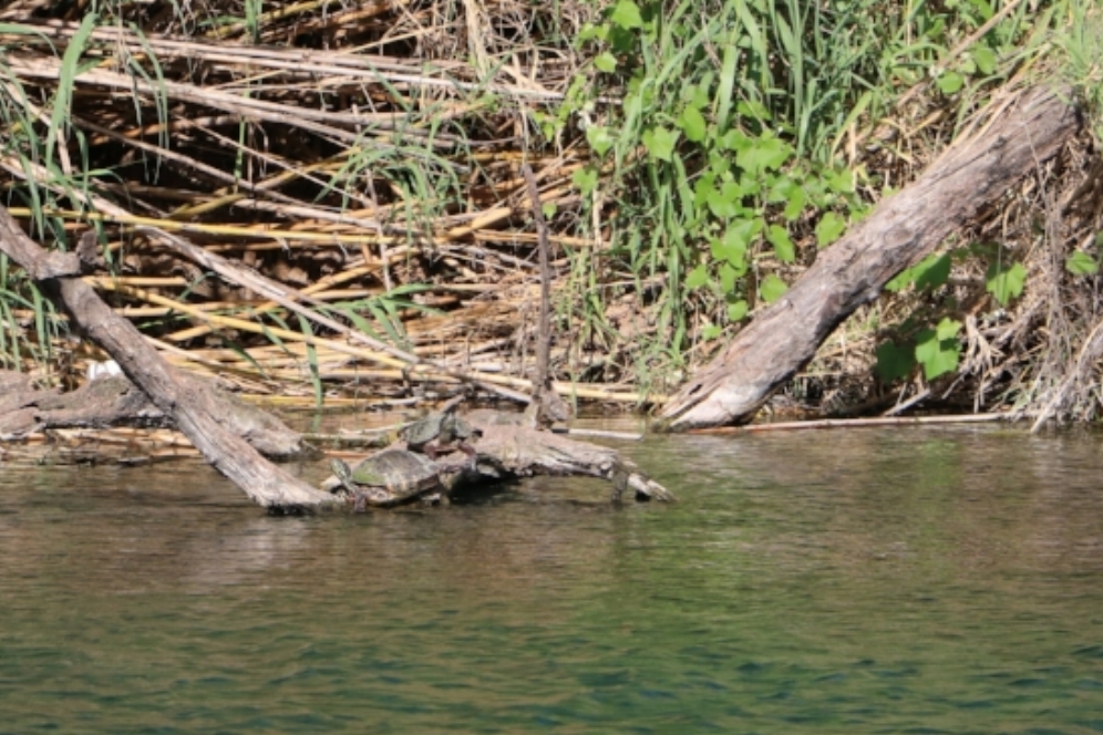 Basking Rio Grande cooters ( Pseudemys gorzugi ) at San Felipe Creek (Del Rio, Val Verde County, Texas). Photograph by George L. Heinrich.
