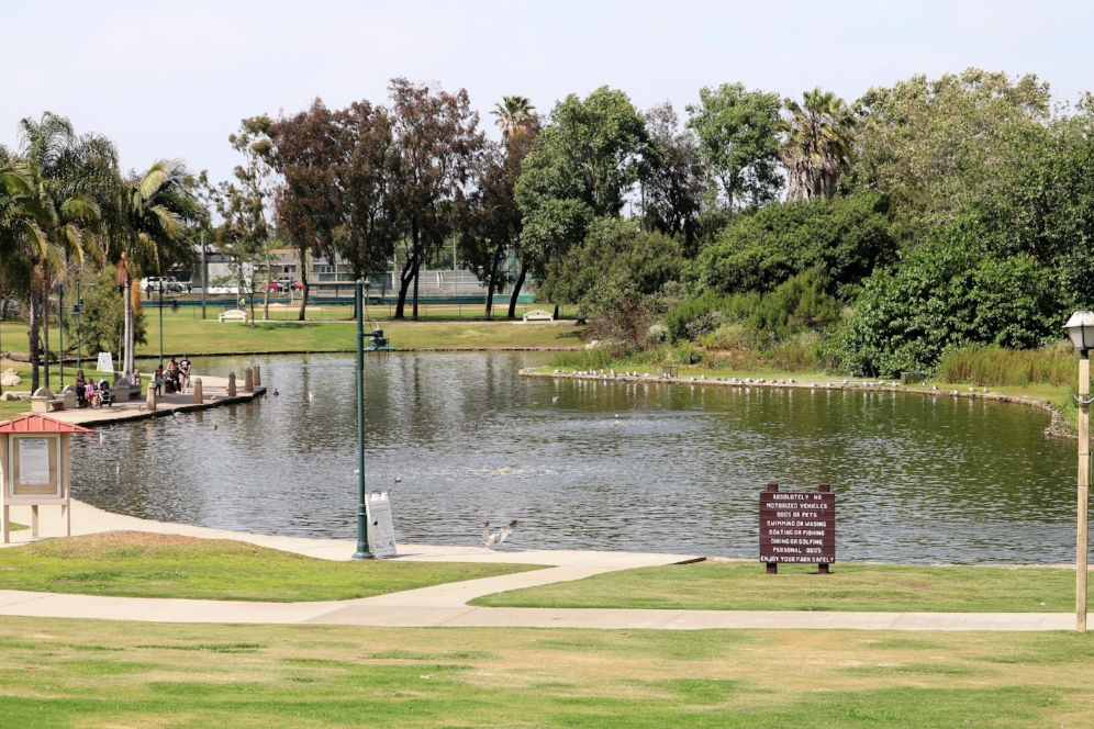 Polliwog Park (Manhattan Beach, California), home to a large population of introduced red-eared sliders ( Trachemys scripta elegans ). Photograph by George L. Heinrich.