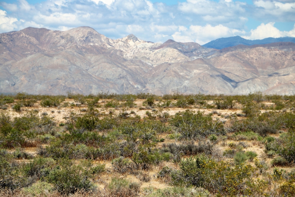 Mojave desert tortoise ( Gopherus agassizii ) habitat at the Desert Tortoise Natural Area (California City, California). Photograph by George L. Heinrich.