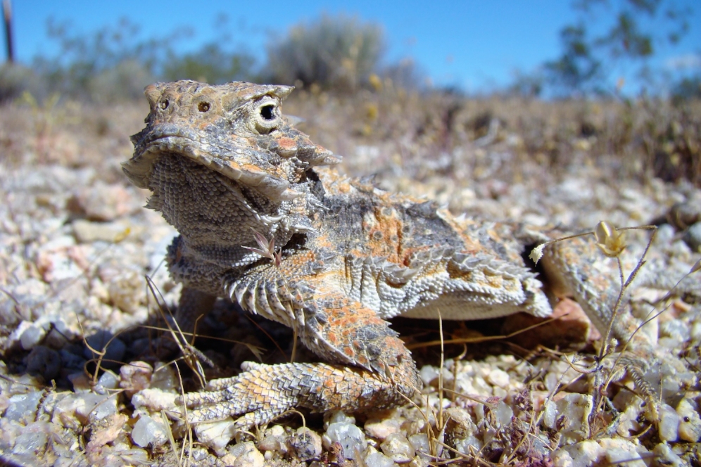 Desert horned lizard ( Phrynosoma platyrhinos ) at the Desert Tortoise Natural Area (California City, California). Photograph by George L. Heinrich.