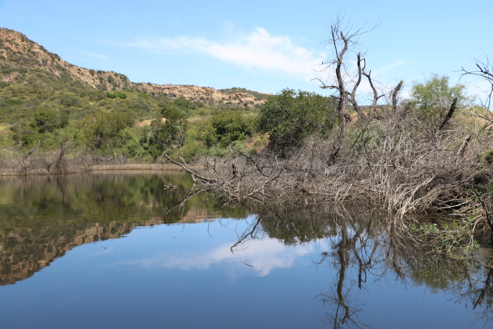 Western pond turtle ( Actinemys marmorata ) habitat in the Santa Monica Mountains (Los Angeles County, California). Photograph by George L. Heinrich.
