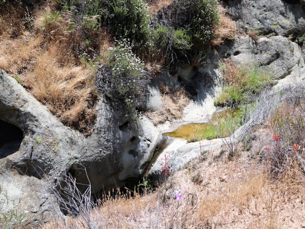 Western pond turtle ( Actinemys marmorata ) habitat in the Santa Monica Mountains (Los Angeles County, California). Photograph by George L. Heinrich.