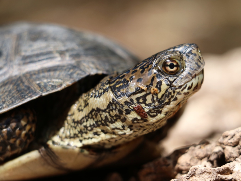 Western pond turtle ( Actinemys marmorata ) from the Santa Monica Mountains (Los Angeles County, California); currently being rehabilitated after a predator attack. Photograph by George L. Heinrich.