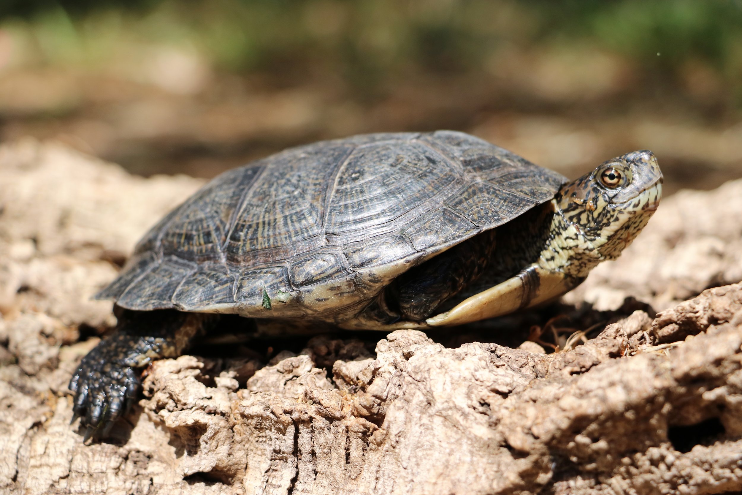 Western pond turtle ( Actinemys marmorata ) from the Santa Monica Mountains (Los Angeles County, California); currently being rehabilitated after a predator attack. Photograph by George L. Heinrich.