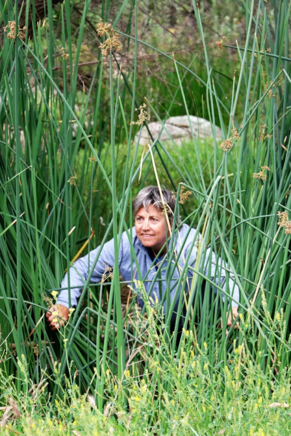 Diane Brouhard climbing through cattails at a western pond turtle ( Actinemys marmorata ) site in Riverside County, California. Photograph by George L. Heinrich.