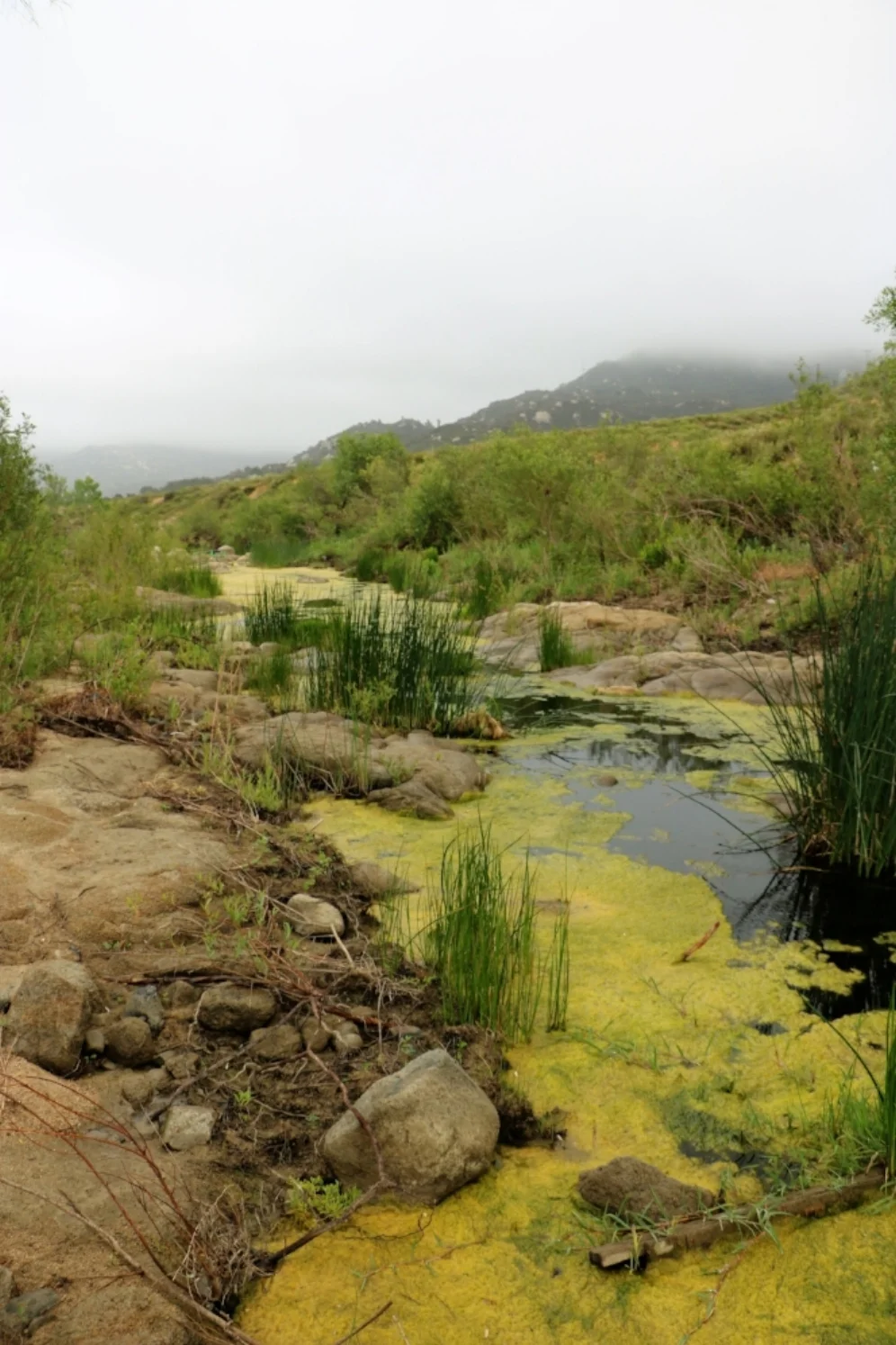 Western pond turtle ( Actinemys marmorata ) habitat in Riverside County, California. Photograph by George L. Heinrich.