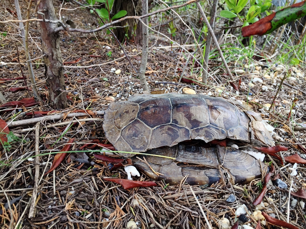 Deceased female northern diamondback terrapin ( Malaclemys t. terrapin ). Photograph by Timothy J. Walsh.