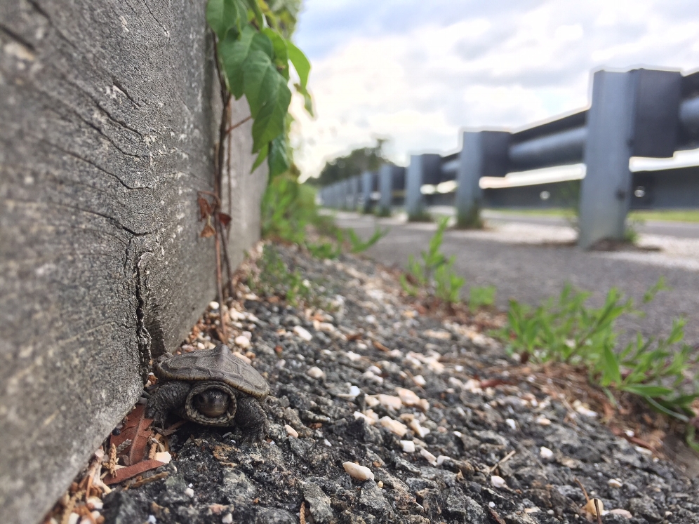 Hatchling northern diamondback terrapin ( Malaclemys t. terrapin ) as found next to the roadway. Photograph by Timothy J. Walsh.