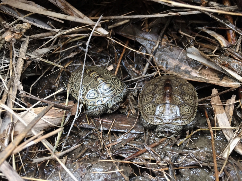 Hatchling northern diamondback terrapins ( Malaclemys t. terrapin ) under tidal debris. Photograph by Timothy J. Walsh.