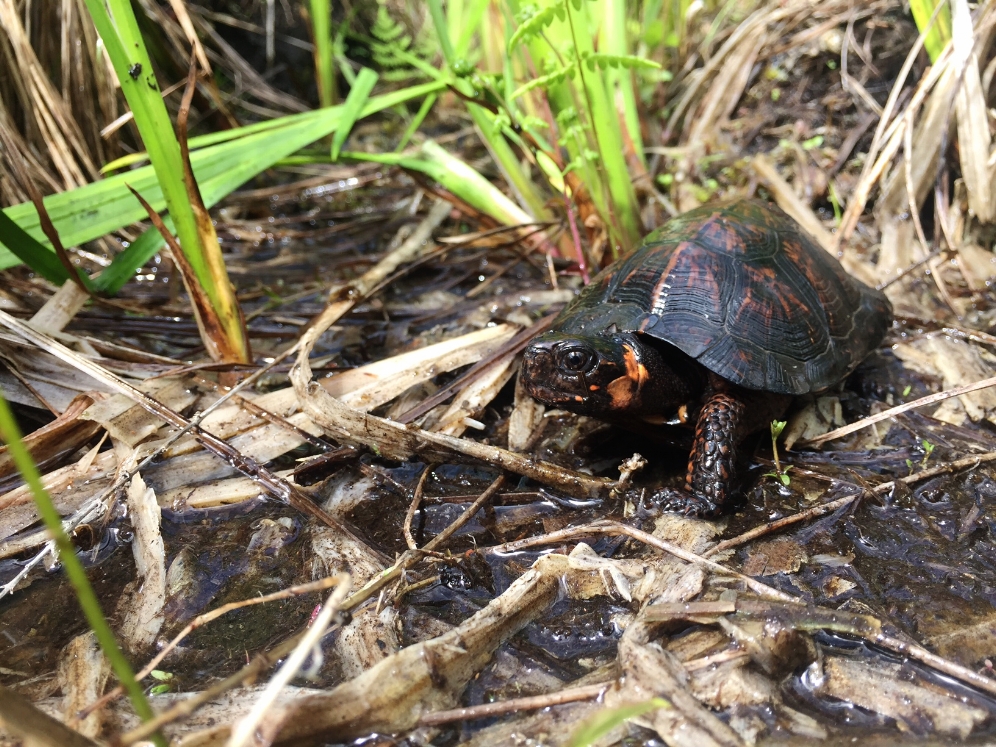 Male bog turtle ( Glyptemys muhlenbergii ) in situ. Photograph by Timothy J. Walsh.