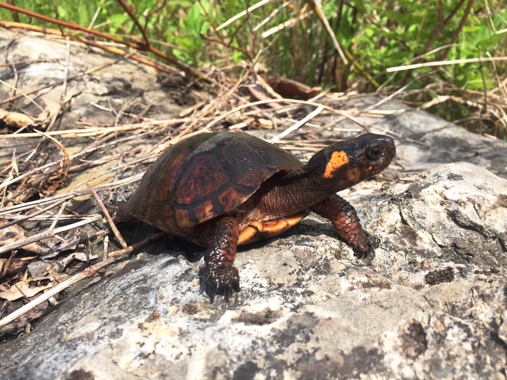 Female bog turtle ( Glyptemys muhlenbergii ) showing the distinctive orange head patch. Photograph by Timothy J. Walsh.