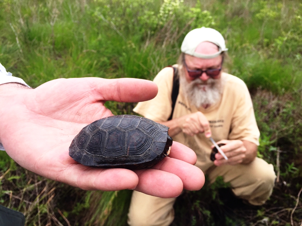 Bog turtles ( Glyptemys muhlenbergii ) are a small species (maximum 4.5 inches) as seen here with this fully grown adult in hand. Photograph by Timothy J. Walsh.