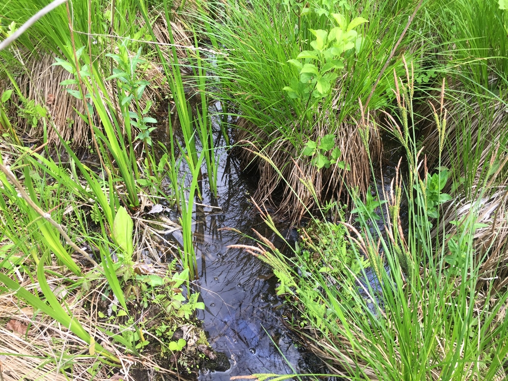 Bog turtle ( Glyptemys muhlenbergii ) habitat showing characteristic shallow streams and grass clumps. Photograph by Timothy J. Walsh.