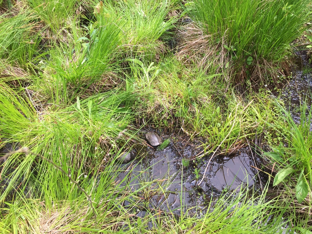 Two bog turtles ( Glyptemys muhlenbergii ) in habitat. Photograph by Timothy J. Walsh.