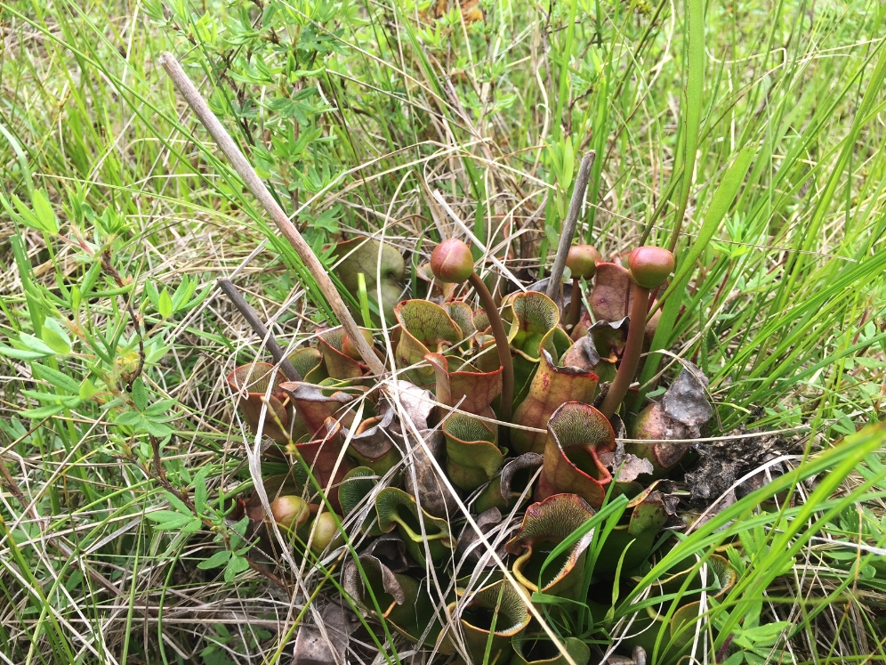 Purple pitcher plants ( Sarracenia purpurea ) are common at many bog turtle ( Glyptemys muhlenbergii ) sites. Photograph by Timothy J. Walsh.