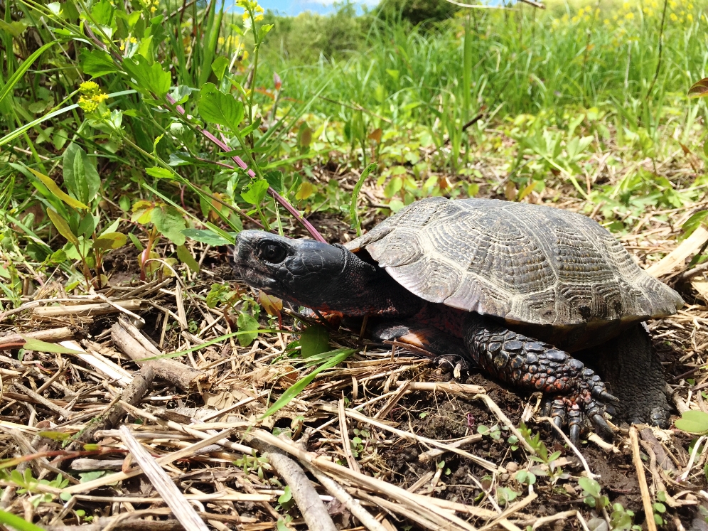A particularly large and handsome male wood turtle ( Glyptemys insculpta ). Photograph by Timothy J. Walsh.