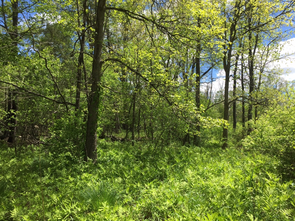 Terrestrial wood turtle ( Glyptemys insculpta ) habitat. Photograph by Timothy J. Walsh.