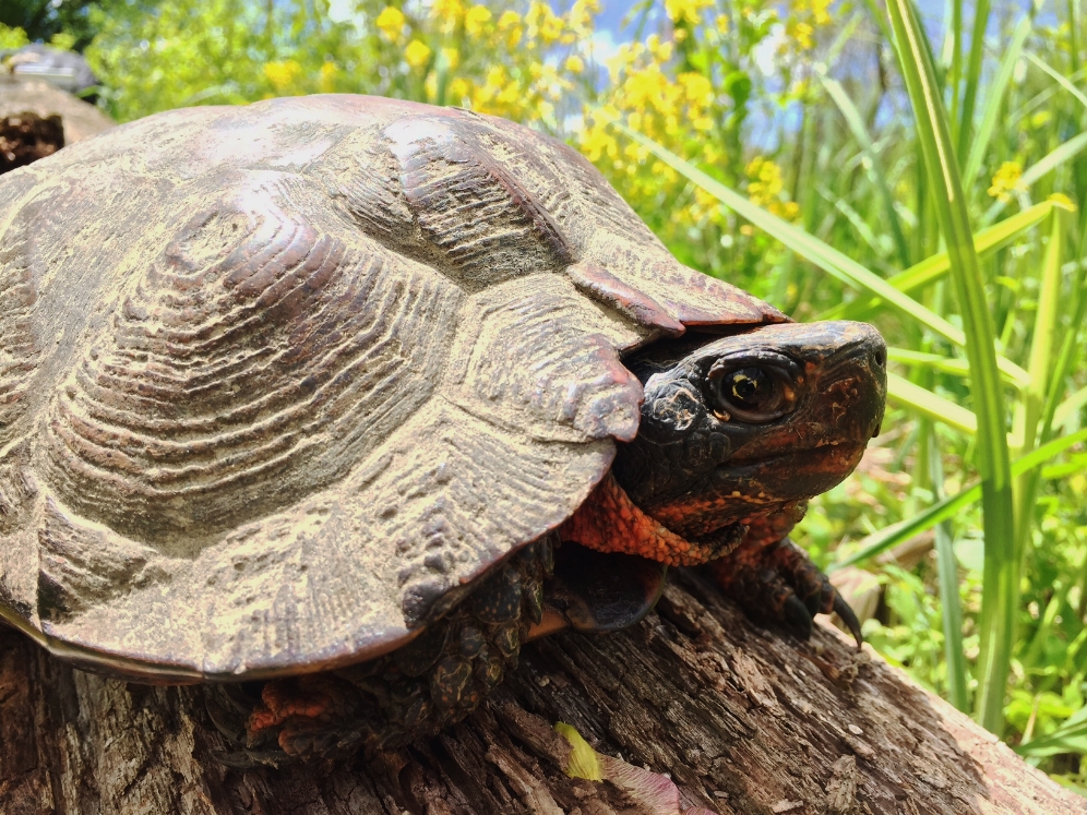 Male wood turtle ( Glyptemys insculpta ). Photograph by Timothy J. Walsh.