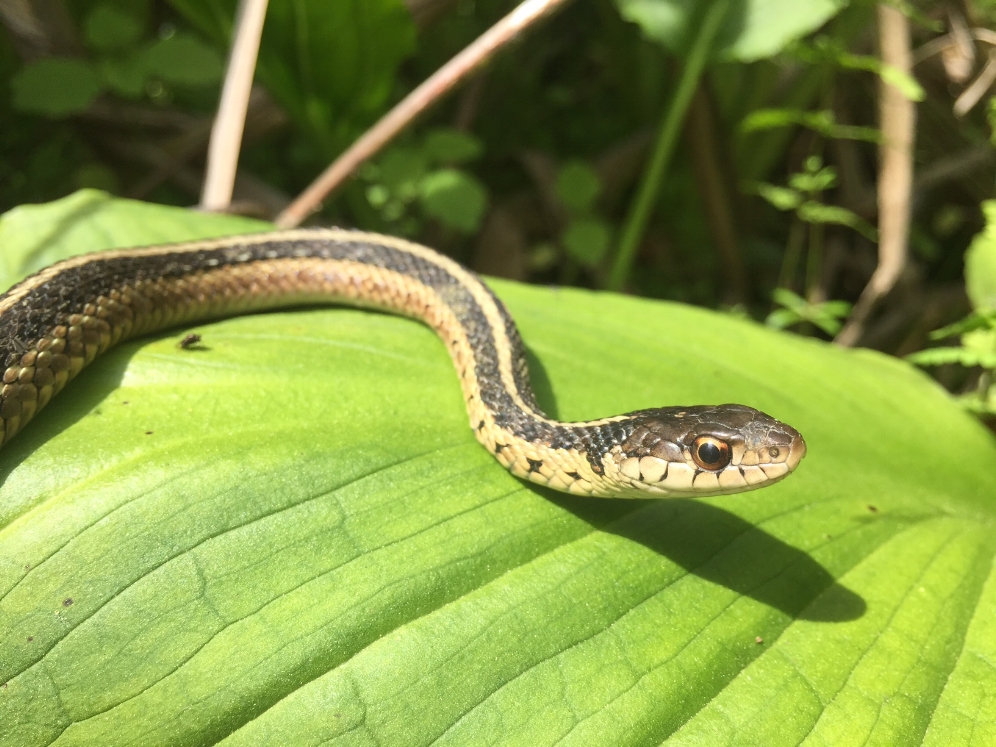 Common garter snake ( Thamnophis s. sirtalis ) basking in the afternoon sun. Photograph by Timothy J. Walsh.