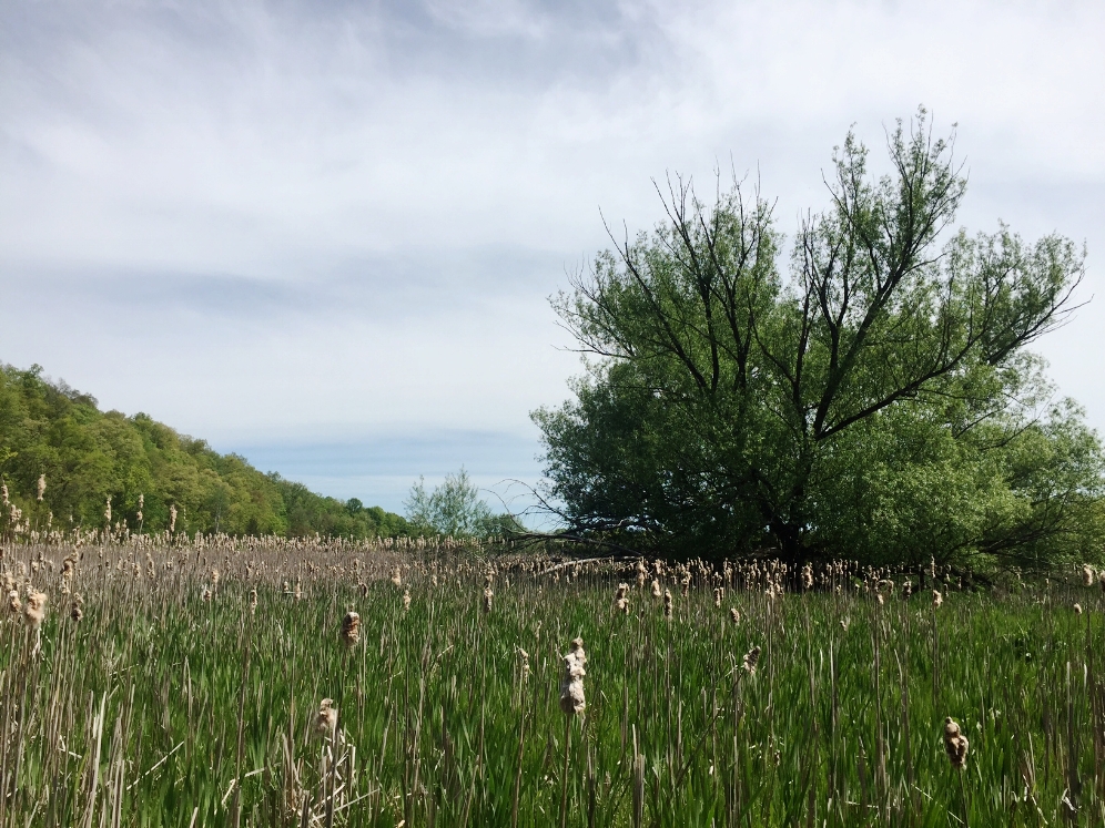 Bog turtle ( Glyptemys muhlenbergii ) site covered in cattail ( Typha sp.) Photograph by Timothy J. Walsh.