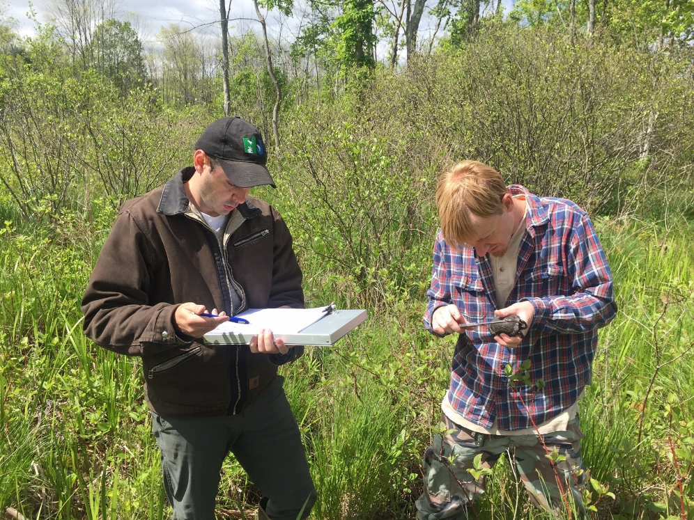 Brian Zarate and Kevin Pollack record data on a bog turtle ( Glyptemys muhlenbergii ). Photograph by Timothy J. Walsh.