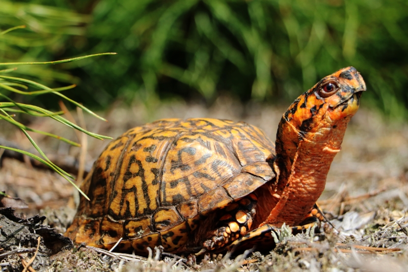 A particularly attractive male eastern box turtle ( Terrapene c. carolina ). Photograph by George L. Heinrich.