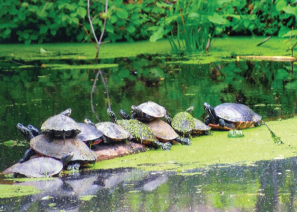 Common map turtles ( Graptemys geographica ) and northern red-bellied cooters ( Pseudemys rubriventris ) basking together in the Delaware and Raritan Canal (Somerset County, New Jersey) on a separate trip. Photograph by James R. Angley. 