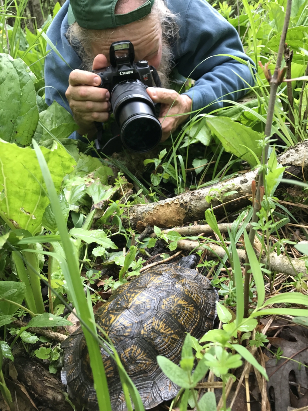 George L. Heinrich photographing an adult wood turtle ( Glyptemys insculpta ) in southwestern Michigan. Photograph by Robert Krause.