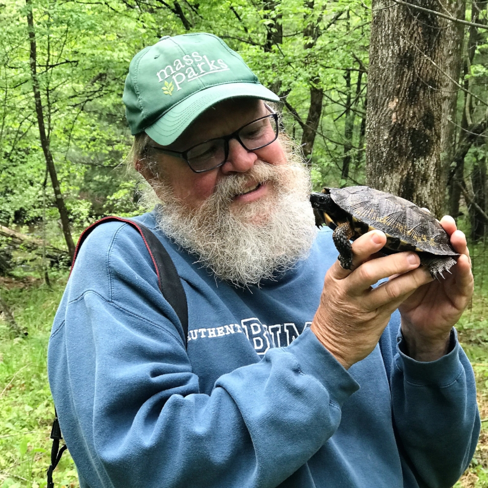 George L. Heinrich holding an adult female wood turtle ( Glyptemys insculpta ) in southwestern Michigan. Photograph by Robert Krause.
