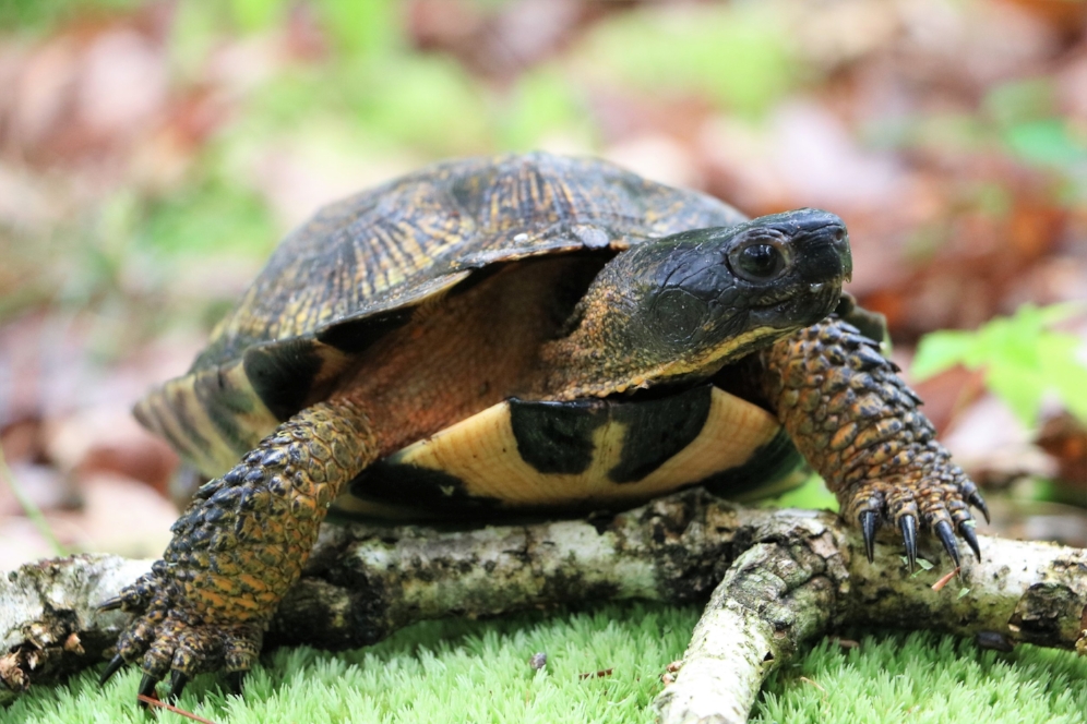 Adult female wood turtle ( Glyptemys insculpta ) in southwestern Michigan. Photograph by George L. Heinrich.