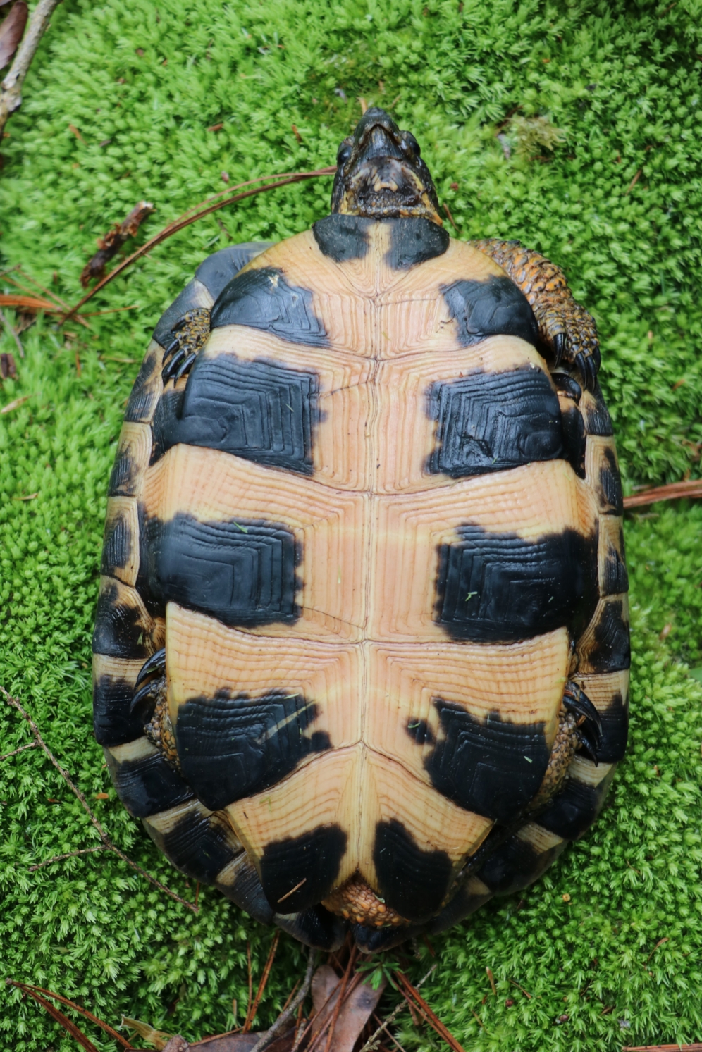 Plastron of an adult female wood turtle ( Glyptemys insculpta ) in southwestern Michigan. Photograph by George L. Heinrich.