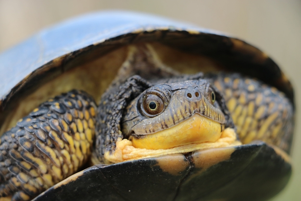 Profile of an adult Blanding’s turtle ( Emydoidea blandingii ) in southwestern Michigan. Photograph by George L. Heinrich.