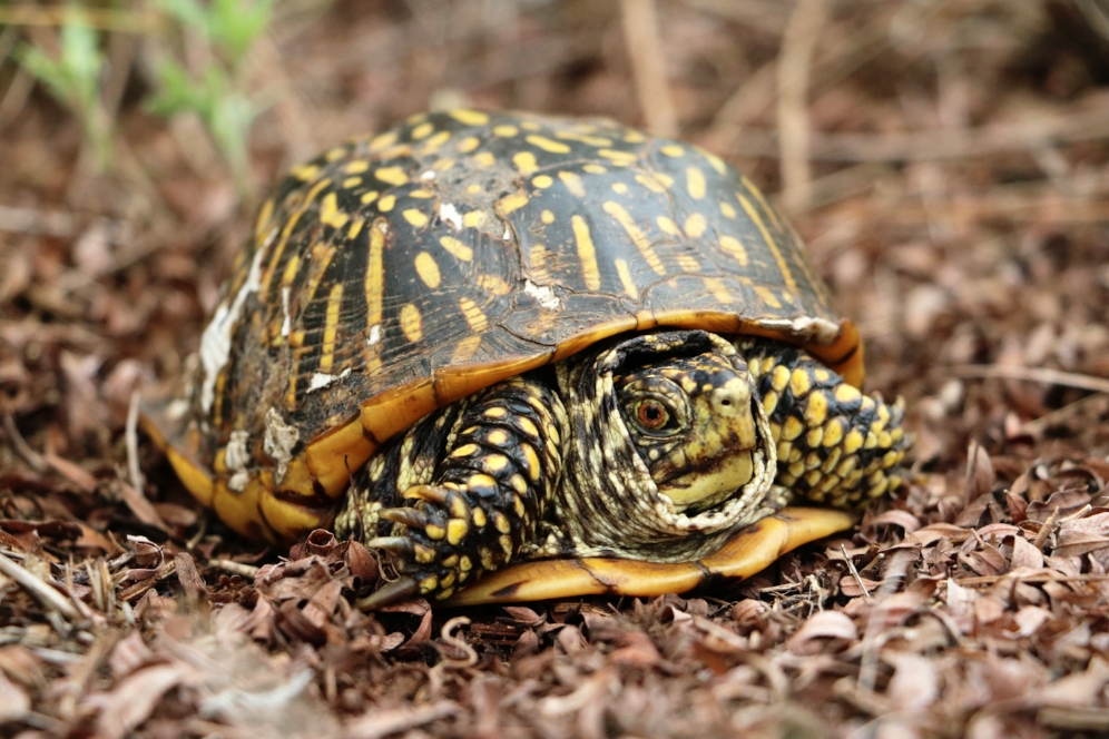 Adult female ornate box turtle ( Terrapene o. ornata ) at the Thomson-Fulton Sand Prairie State Nature Preserve (Whiteside County, Illinois). Photograph by George L. Heinrich.