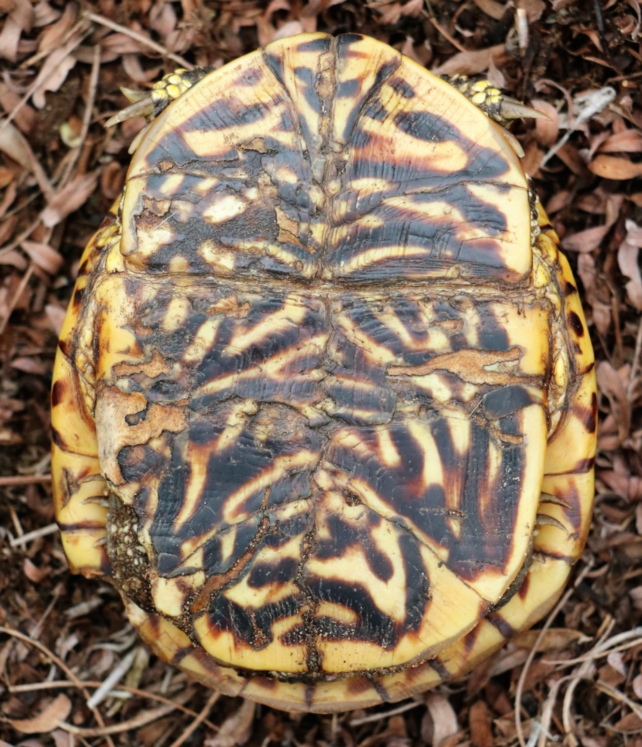 Plastron of an adult female ornate box turtle ( Terrapene o. ornata ) at the Thomson-Fulton Sand Prairie State Nature Preserve (Whiteside County, Illinois). Photograph by George L. Heinrich.