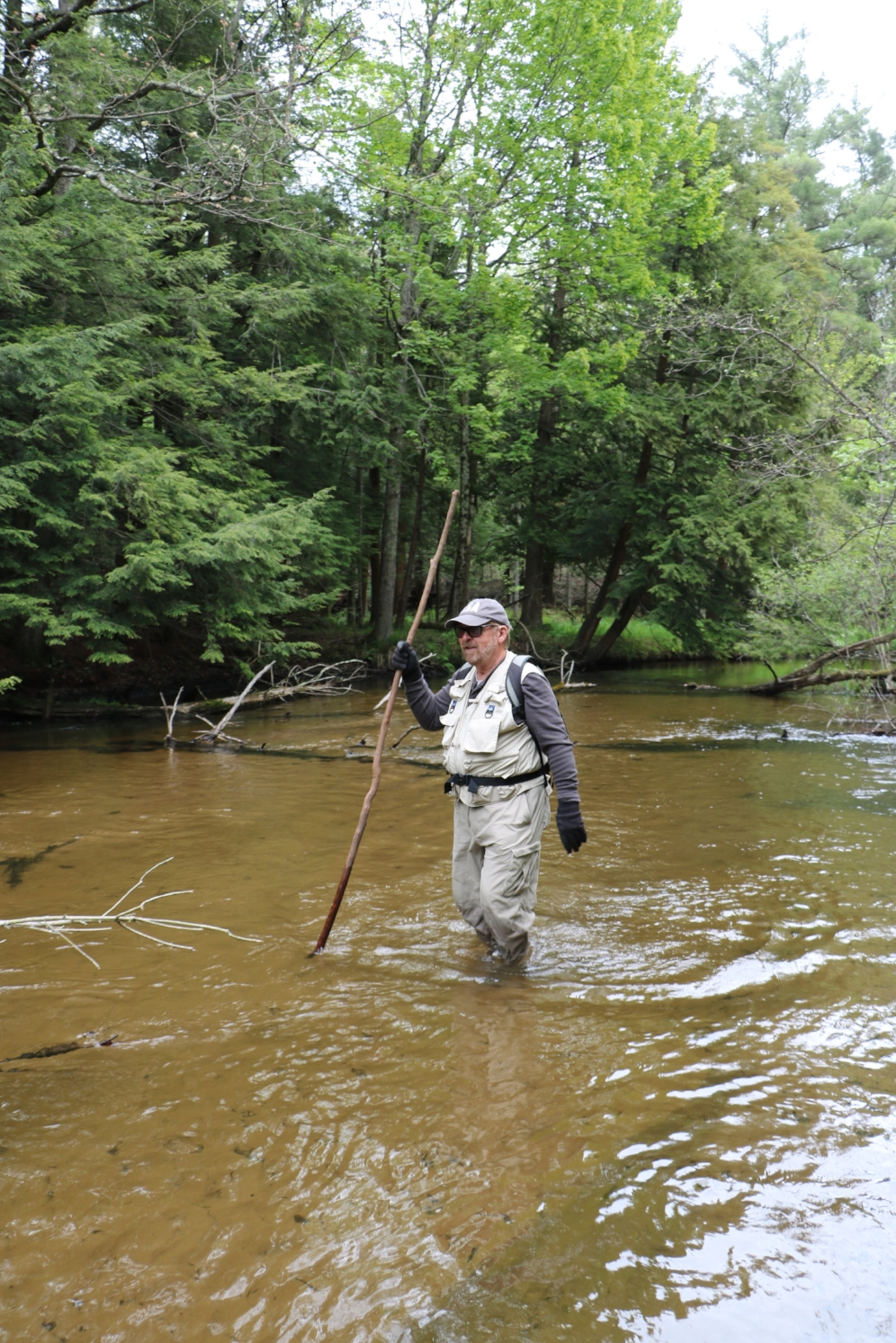 Bob Krause searching wood turtle ( Glyptemys insculpta ) habitat in southwestern Michigan. Photograph by George L. Heinrich.