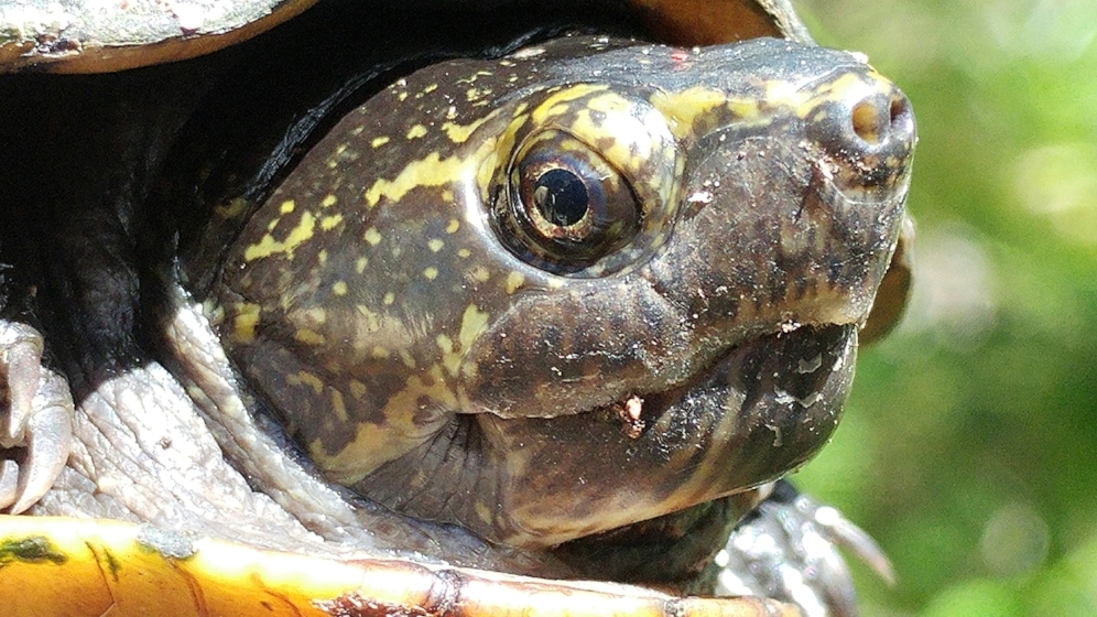 Profile of an adult female striped mud turtle ( Kinosternon baurii ) at Brooker Creek Preserve (Tarpon Springs, Florida). Photograph by George L. Heinrich.
