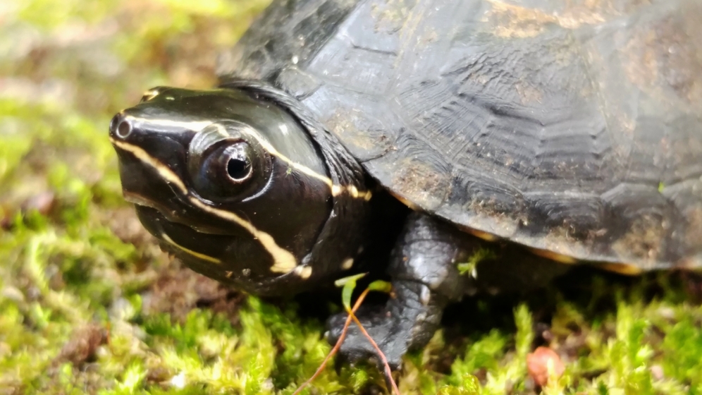 A second kinosternid species, a juvenile common musk turtle ( Sternotherus odoratus ), was also found during the Herpetology Camp at Brooker Creek Preserve (Tarpon Springs, Florida). Photograph by George L. Heinrich.