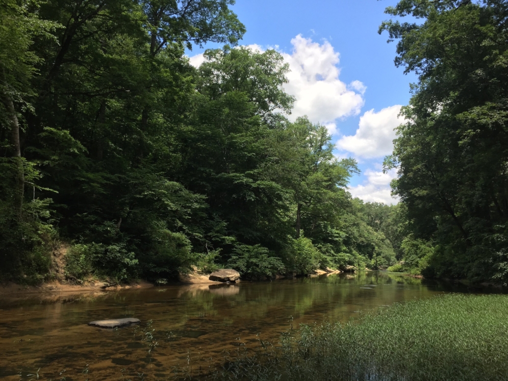 A stream in the Bankhead National Forest (Winston County, Alabama) where we searched for flattened musk turtles ( Sternotherus depressus ) and Alabama map turtles ( Graptemys pulchra ). Photograph by Timothy J. Walsh.