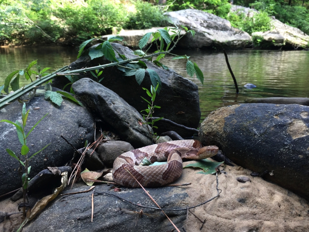 An eastern copperhead ( Agkistrodon contortrix ) found along a streamside in the Bankhead National Forest (Winston County, Alabama). Photograph by Timothy J. Walsh.