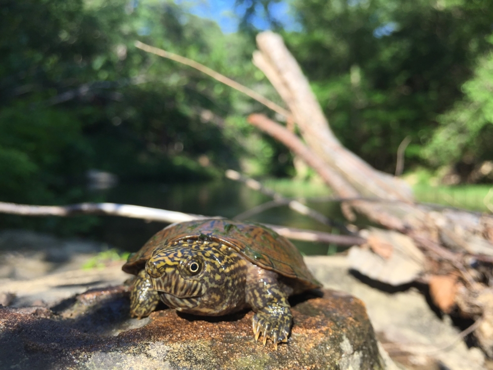 A five-year old flattened musk turtle ( Sternotherus depressus ) found in a shallow stream within the Bankhead National Forest (Winston County, Alabama). Photograph by Timothy J. Walsh.