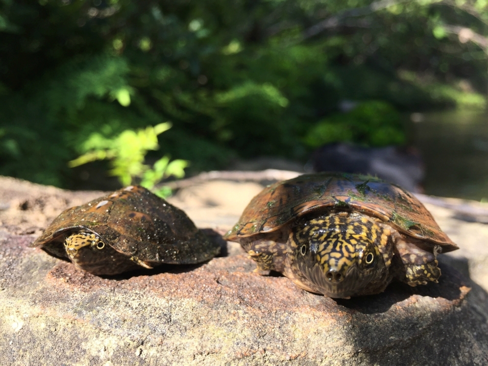 Two-year old (left) and five-year old (right) flattened musk turtles ( Sternotherus depressus ) found in the Bankhead National Forest (Winston County, Alabama). Notice the keel on the younger specimen. Interestingly, the species hatch with a prominent keel as with other members of the genus, but it becomes less prominent as the turtles age.