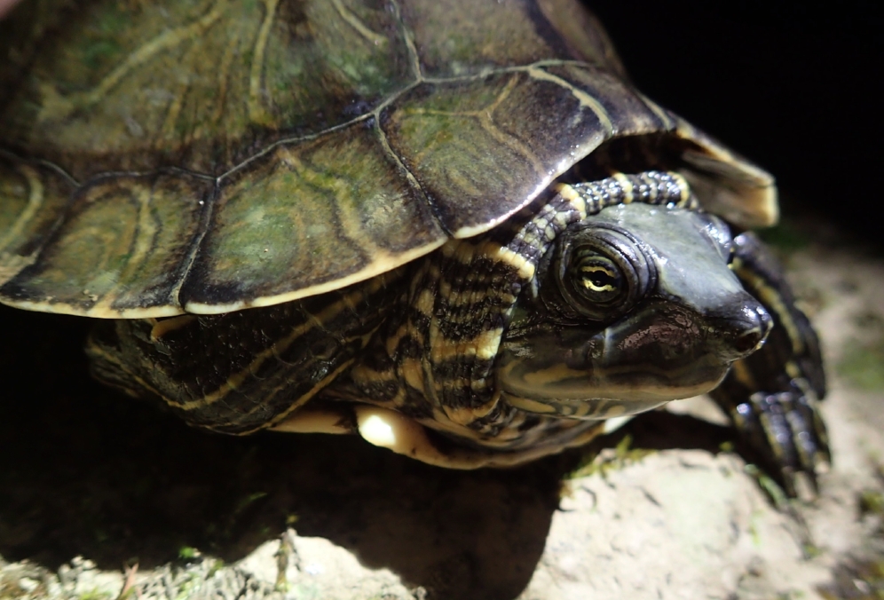 An adult female Alabama map turtle ( Graptemys pulchra ) found during a night survey in Bankhead National Forest (Winston County, Alabama). Photograph by Timothy J. Walsh.