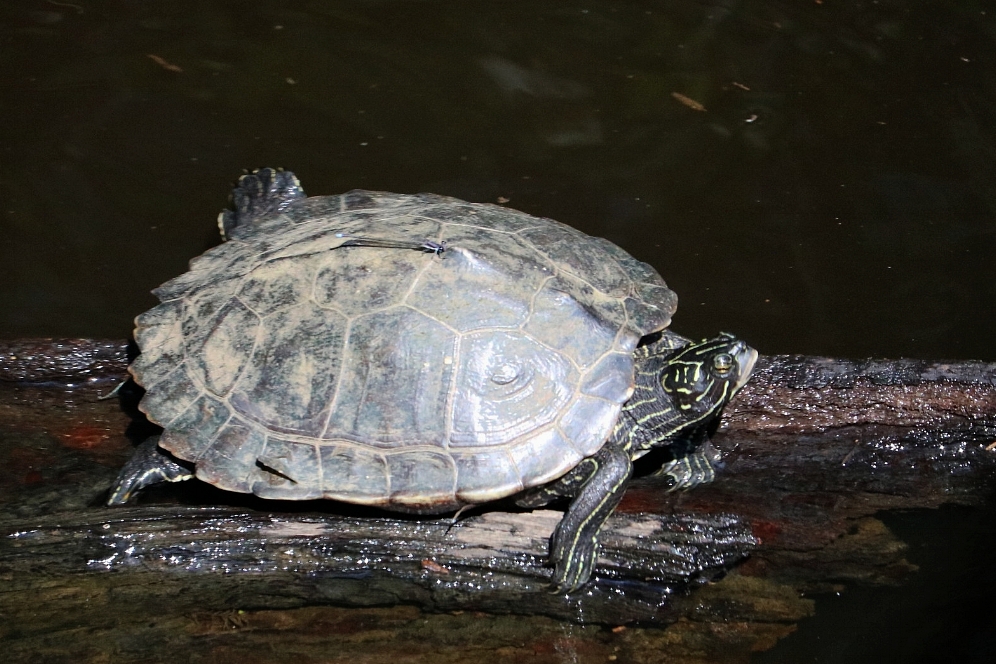An adult female southern black-knobbed map turtle ( Graptemys nigrinoda delticola ) in Mobile County, Alabama. Photograph by George L. Heinrich.