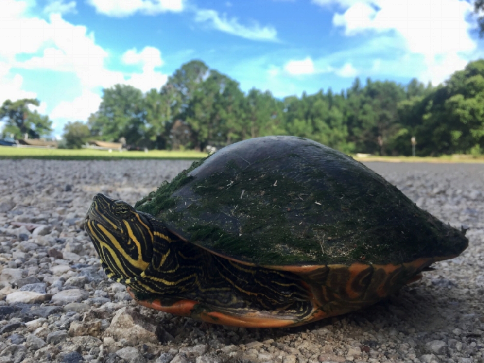 An adult male Alabama red-bellied cooter ( Pseudemys alabamensis ) at the Five Rivers Delta Resource Center (Baldwin County, Alabama). Photograph by Timothy J. Walsh.