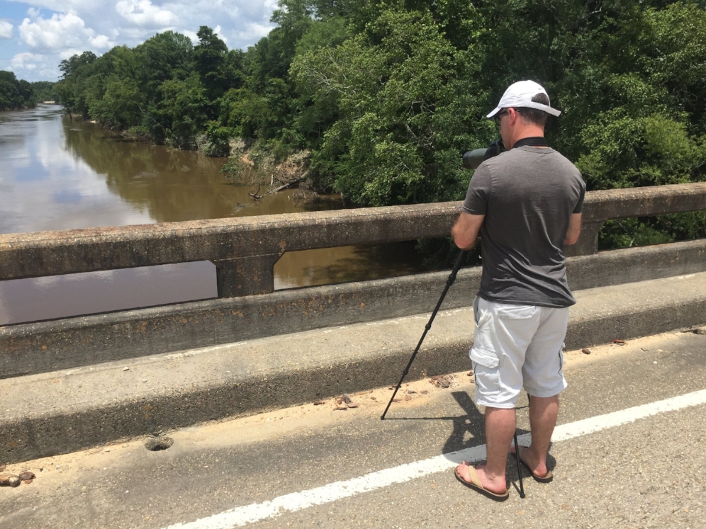 Tim Walsh searching for turtles from a bridge crossing on the Leaf River (Perry County, Mississippi). Numerous yellow-blotched map turtles ( Graptemys flavimacula ta) and Pascagoula map turtles ( Graptemys gibbonsi ) were seen on the log snag near the center of the photo. Photograph by George L. Heinrich.