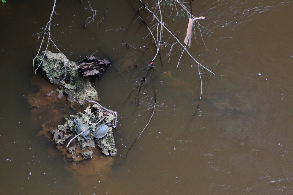 Two adult female Escambia map turtles ( Graptemys ernsti ) basking on a limestone outcrop in the Sepulga River (Escambia County, Alabama). Photograph by Timothy J. Walsh.