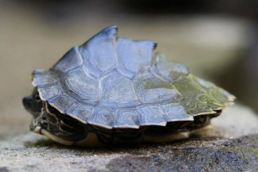 Profile view of the exaggerated keel of a juvenile Alabama map turtle ( Graptemys pulchra ) in the Bankhead National Forest (Winston County, Alabama). Photograph by George L. Heinrich.